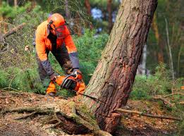 Best Leaf Removal  in El Verano, CA